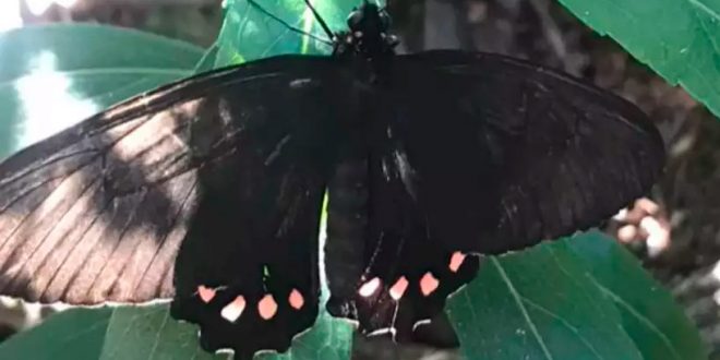 O maior efeito borboleta que vc vai ver hoje : r/brasil